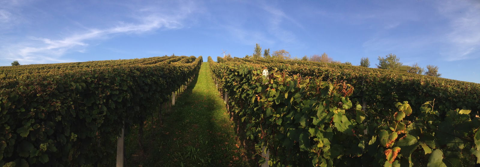 Vinogradarstvo i podrumarstvo Valpatić