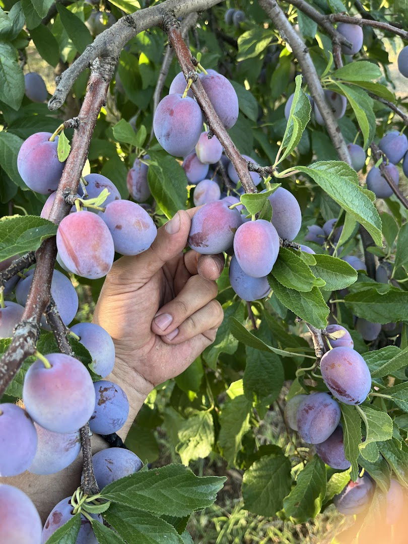 Газдинство Малешевић