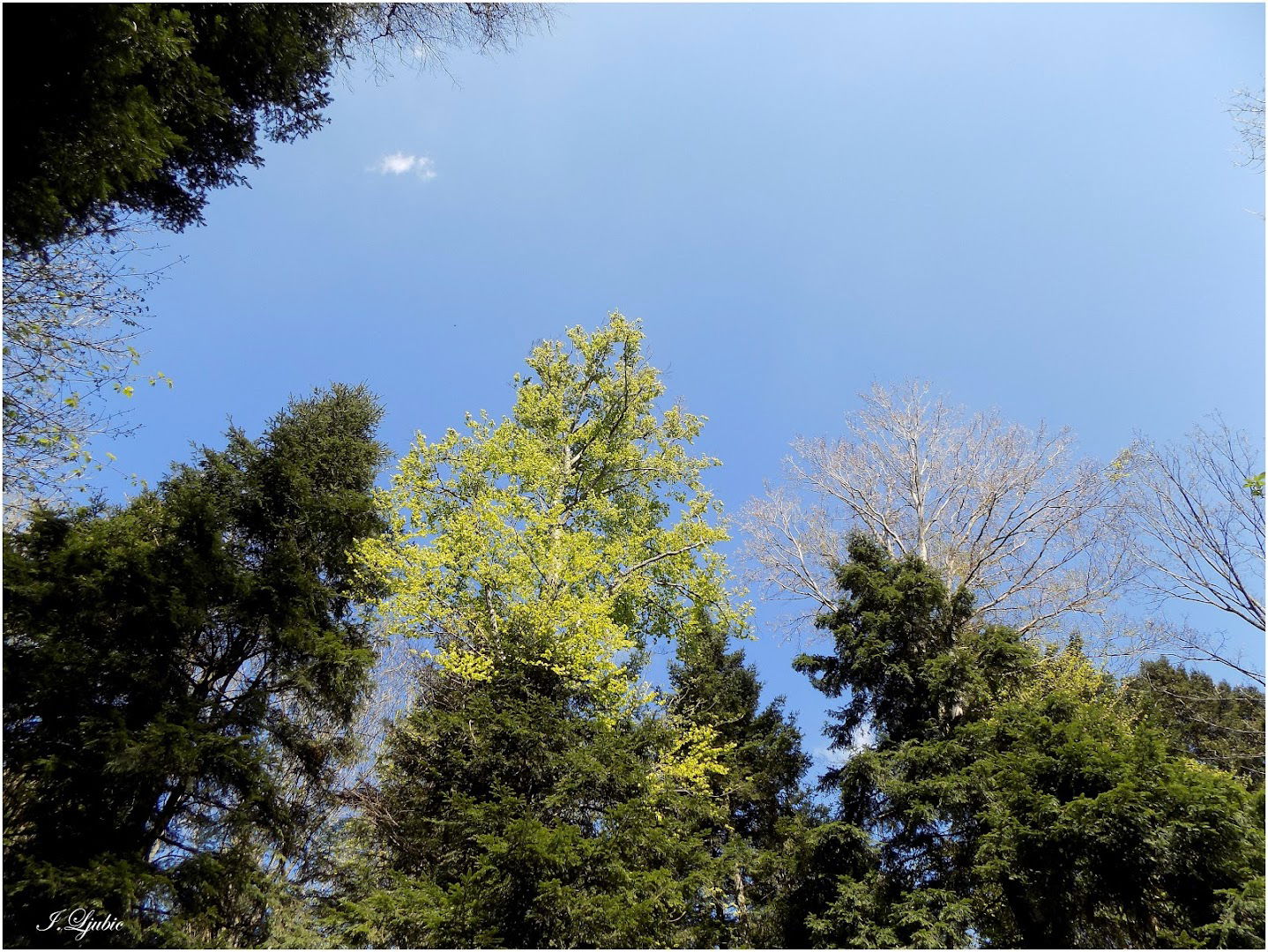 Pušinjak - Gorščica