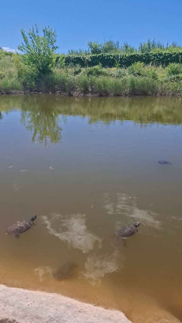 Small turtles pond
