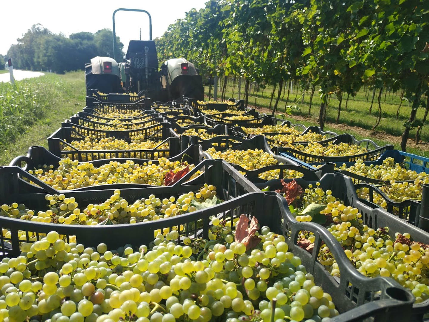 Azienda Agricola Tacoli Asquini