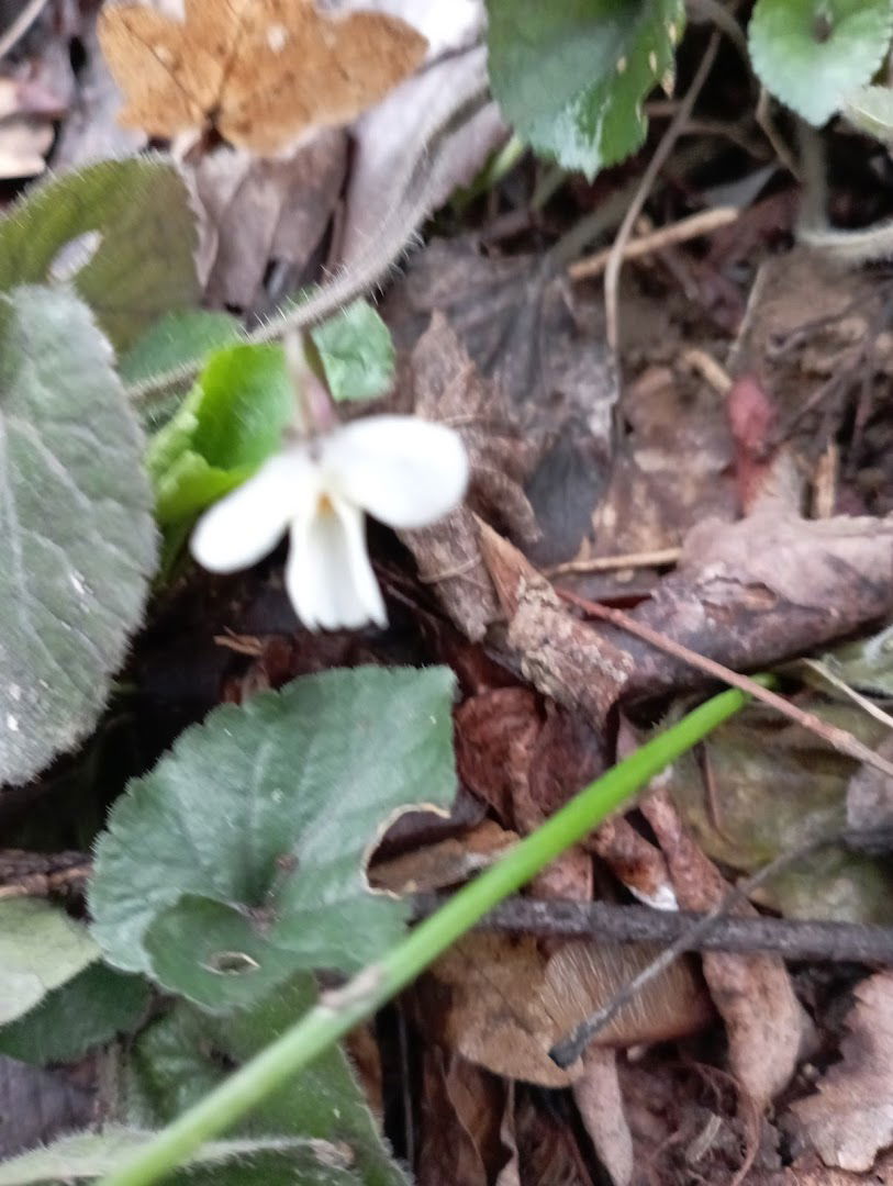 Pečenjara Birčević