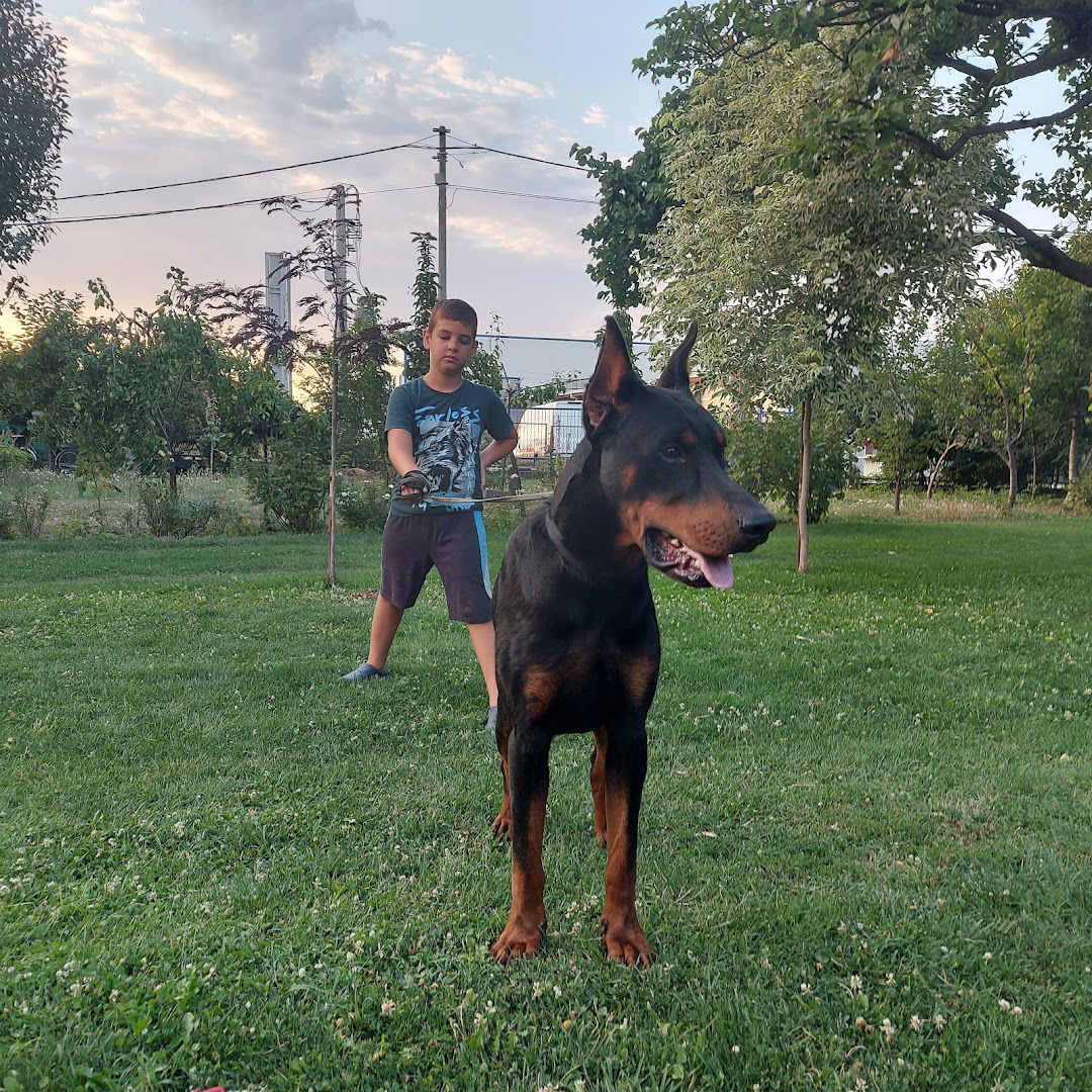 Blackbite.dobermankennel