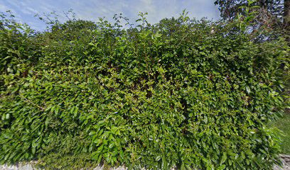 KULTURNO UMJETNIČKO DRUŠTVO BRANIMIR-888 MUĆ