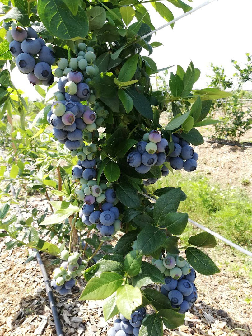 Poljoprivredno gazdinstvo Misa Krstic