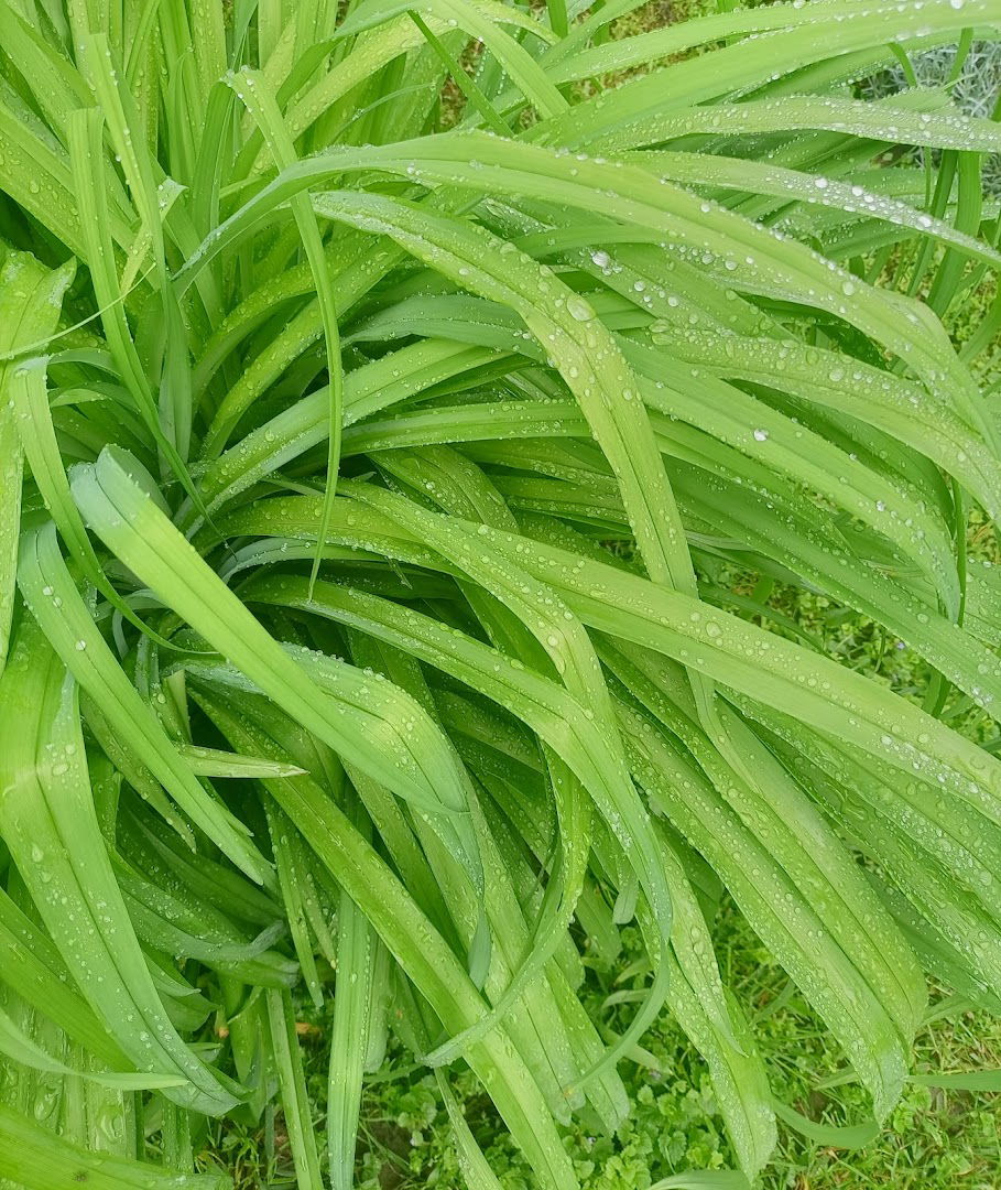 TOPALOVIC 62 (MIRKO)