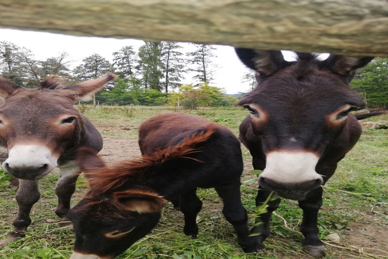 OPG Cvetan, Mladen Cvetan