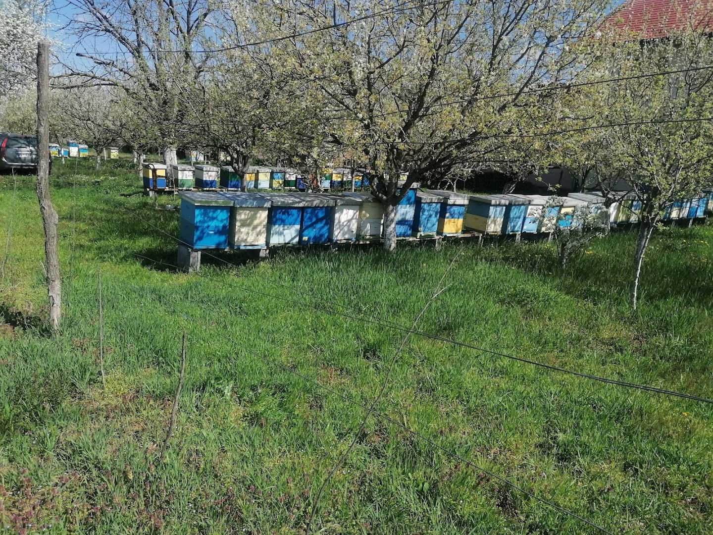 Pčelarstvo Stančetić 1