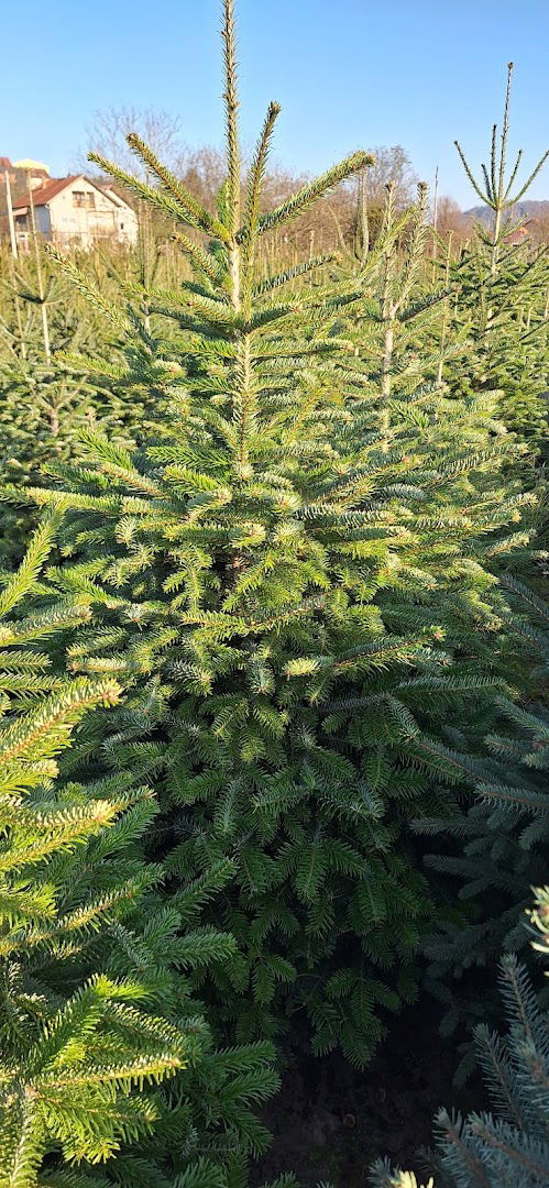 Božićna drvca Zadržan