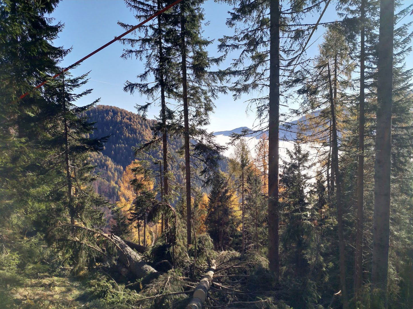 Gozdarske storitve, Gašper Kos s.p.