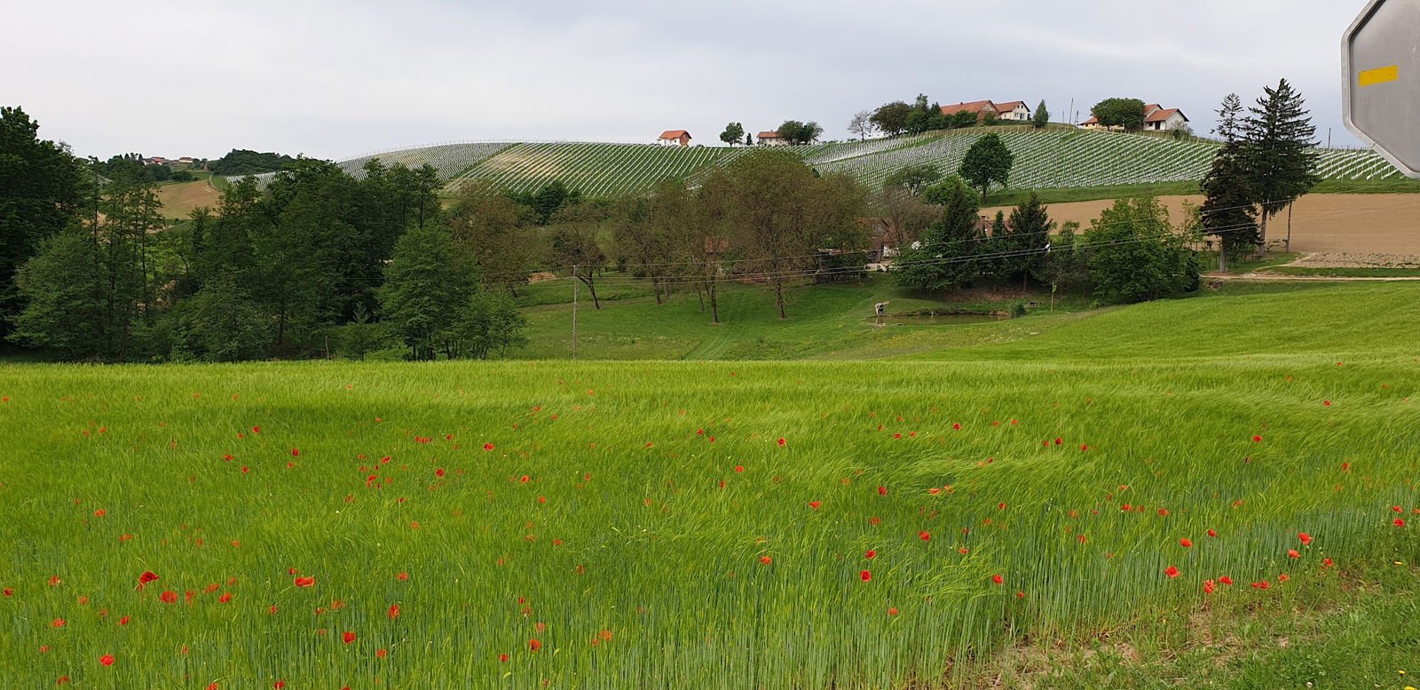 Gomila pri Kogu Bajzek