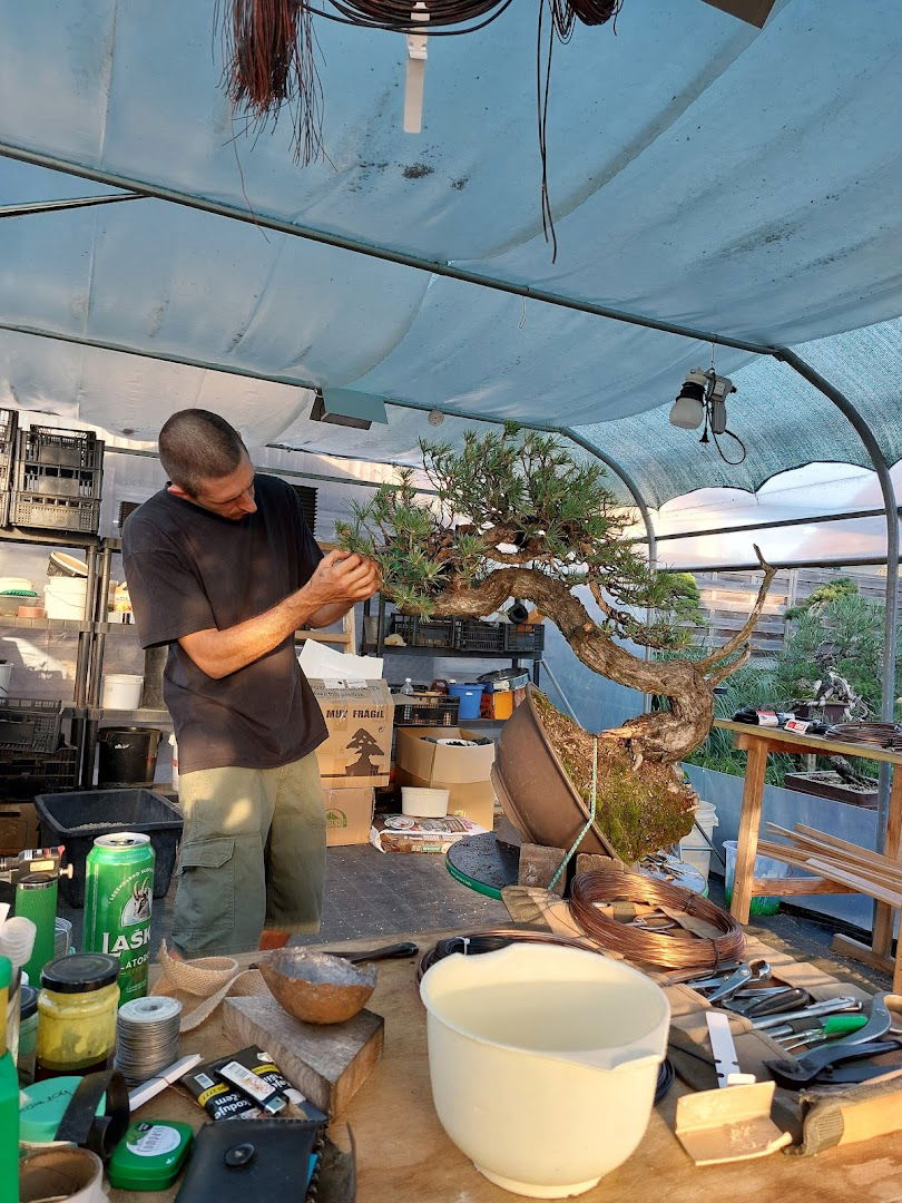 NikArt Bonsai Studio