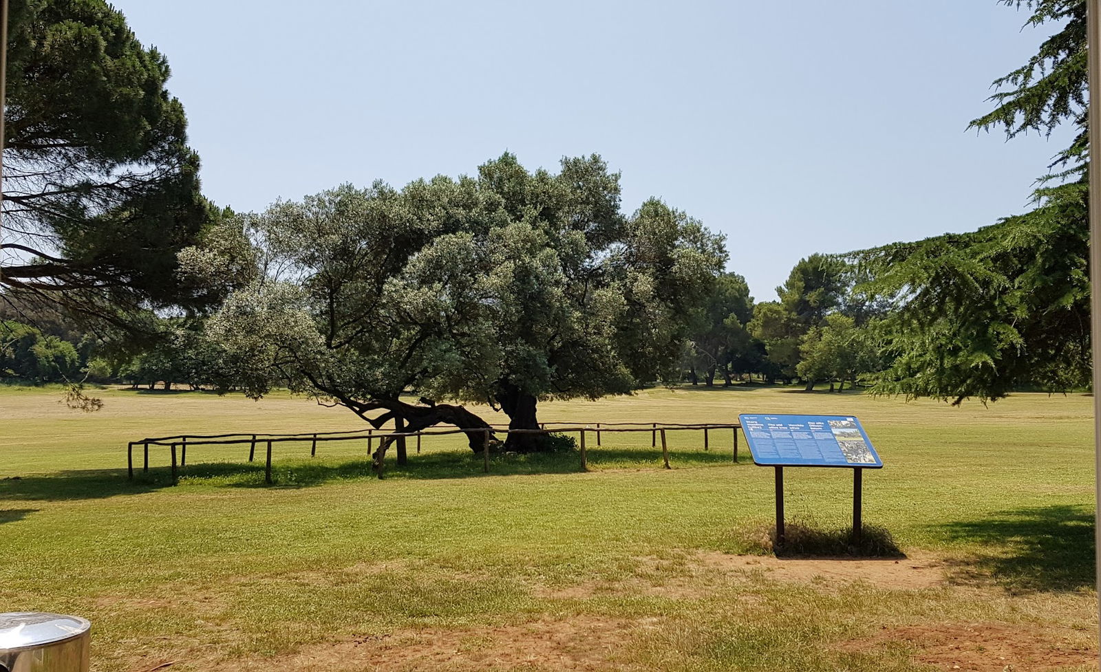 The Old Olive Tree