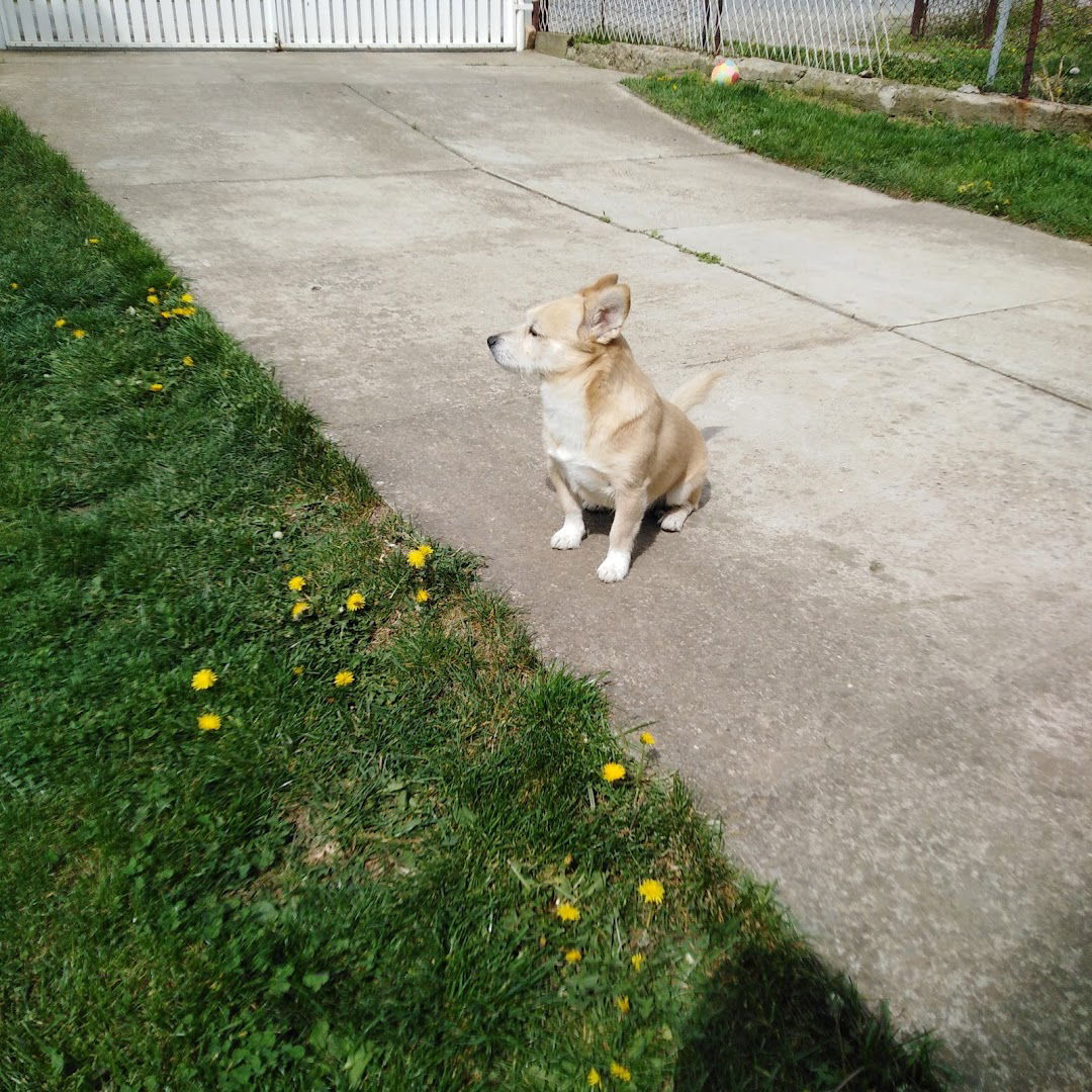 Pansion za pse DJORDJEVIC