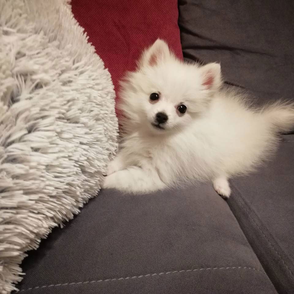 Veterinarska ambulanta GVOZDENOVIĆ