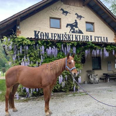 Ljubiteljski konjeniški klub Litija