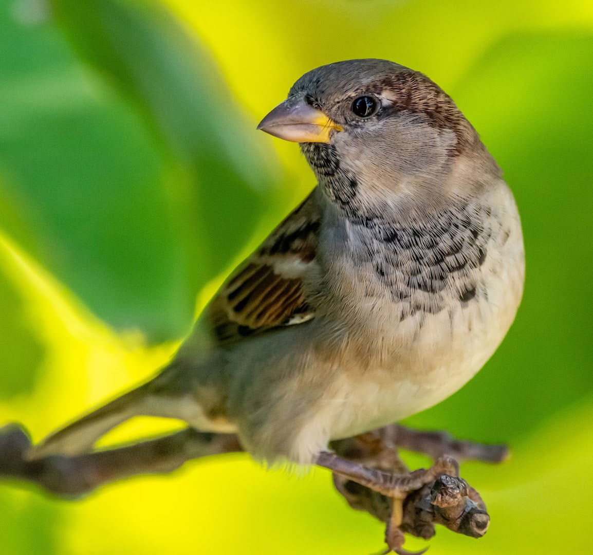 Hranilice iza zgrade (Birding Place)