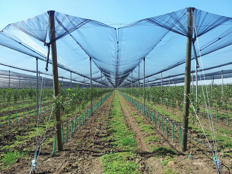 ZZ VOĆAR SLANKAMEN - HLADNJAČA