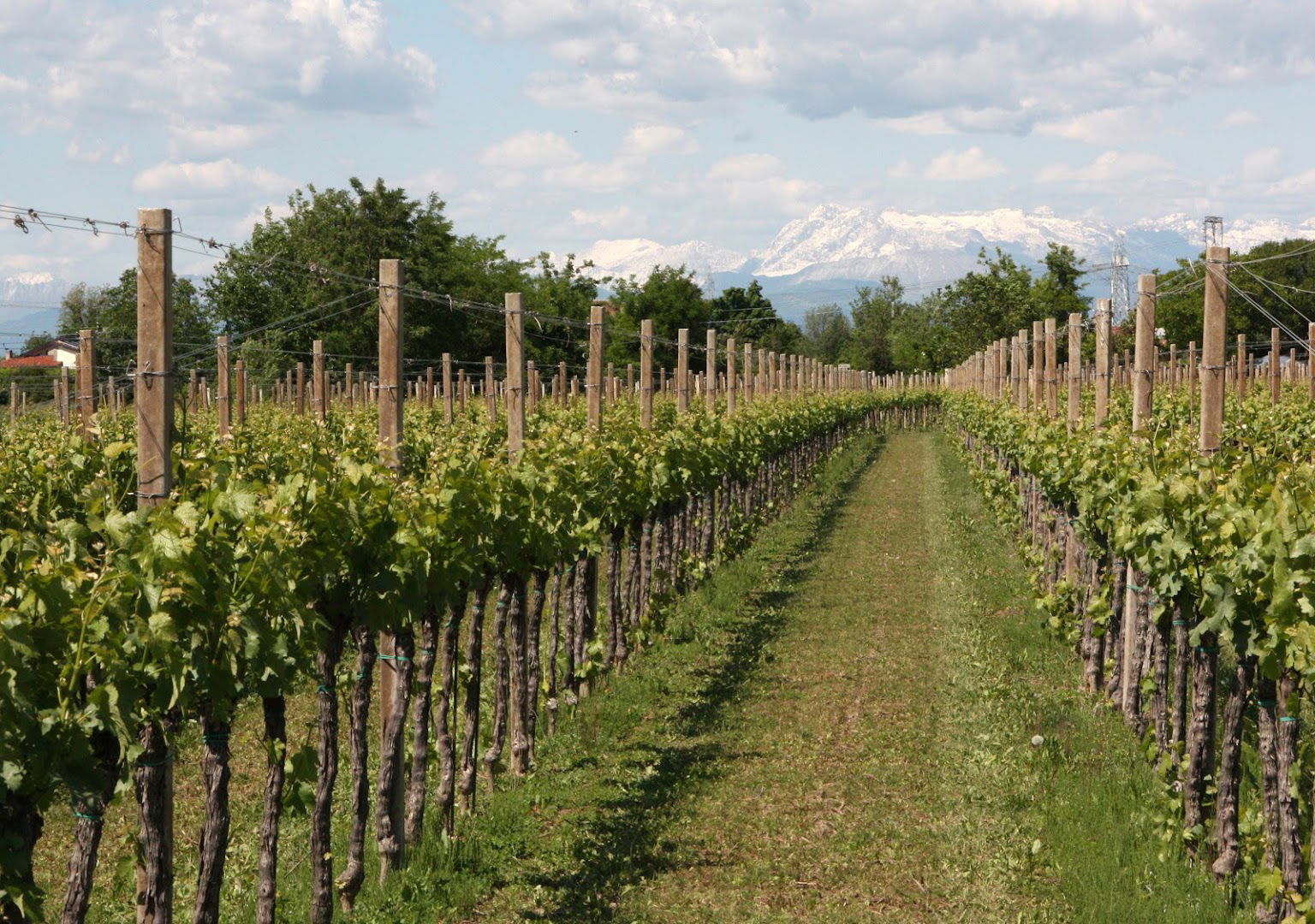 Azienda Agricola Brotto Marcello di Paolo Brotto