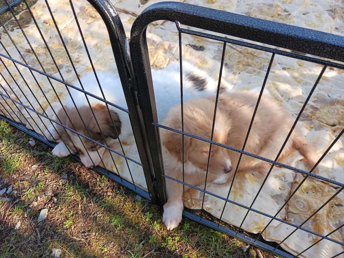 Sklonište za životinje Velika Gorica