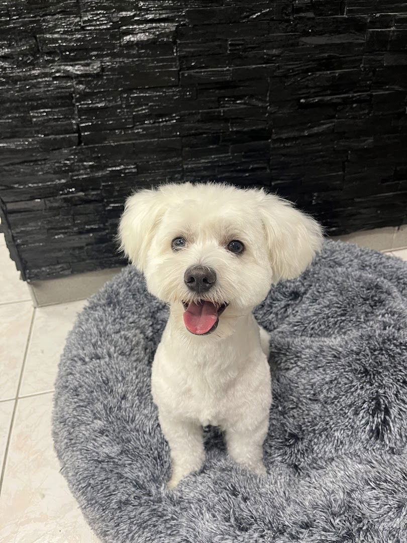 Star Grooming - Salon za Pse i Macke