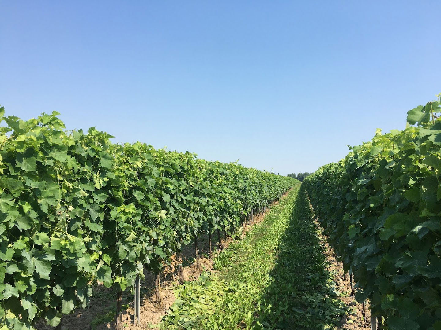 S.A. Madonna della Neve