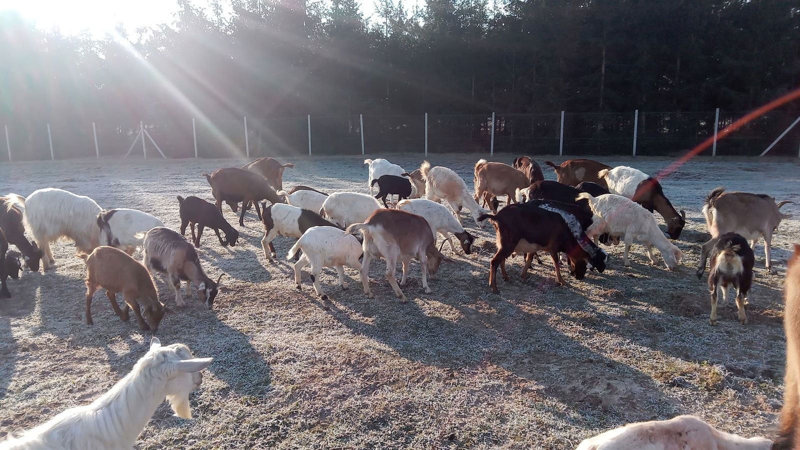 Szuloki Kecskefarm és Sajtműhely