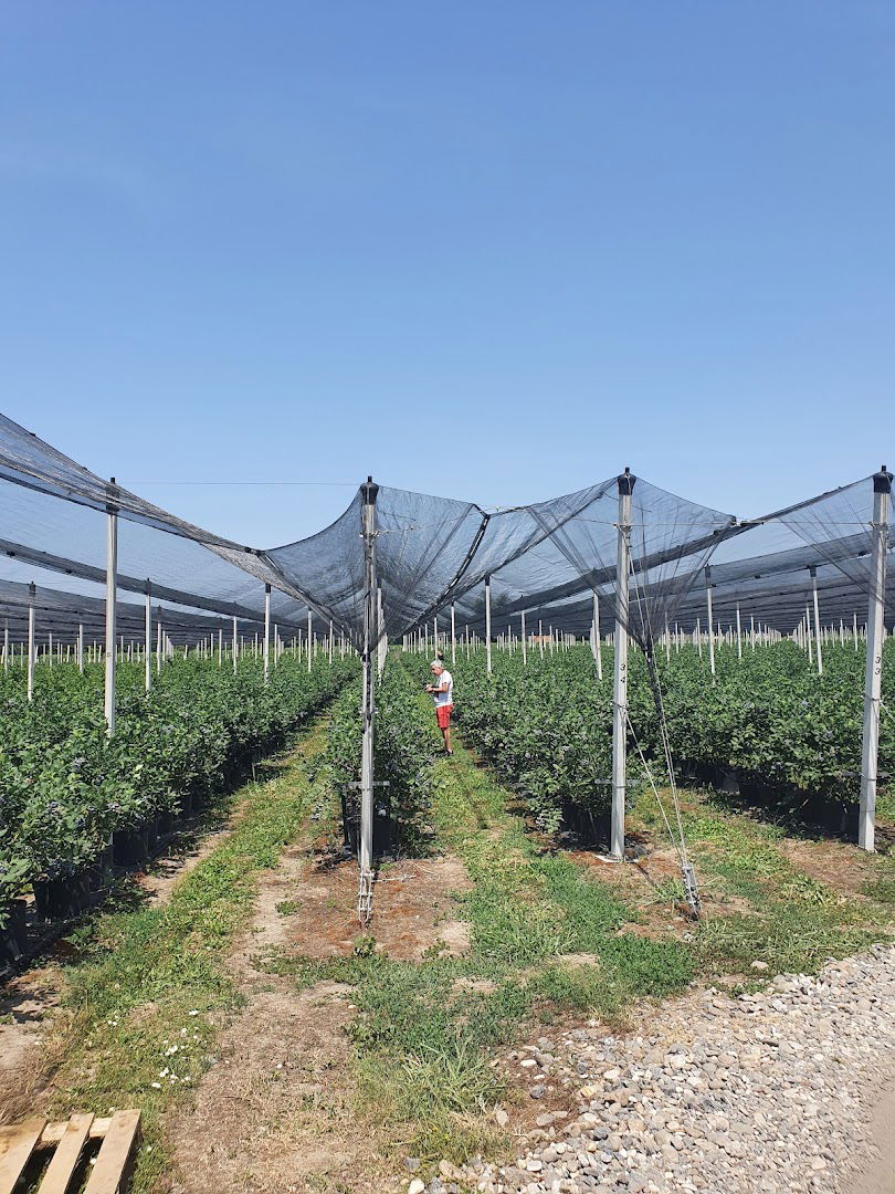 Plantaža borovnice De La Tero