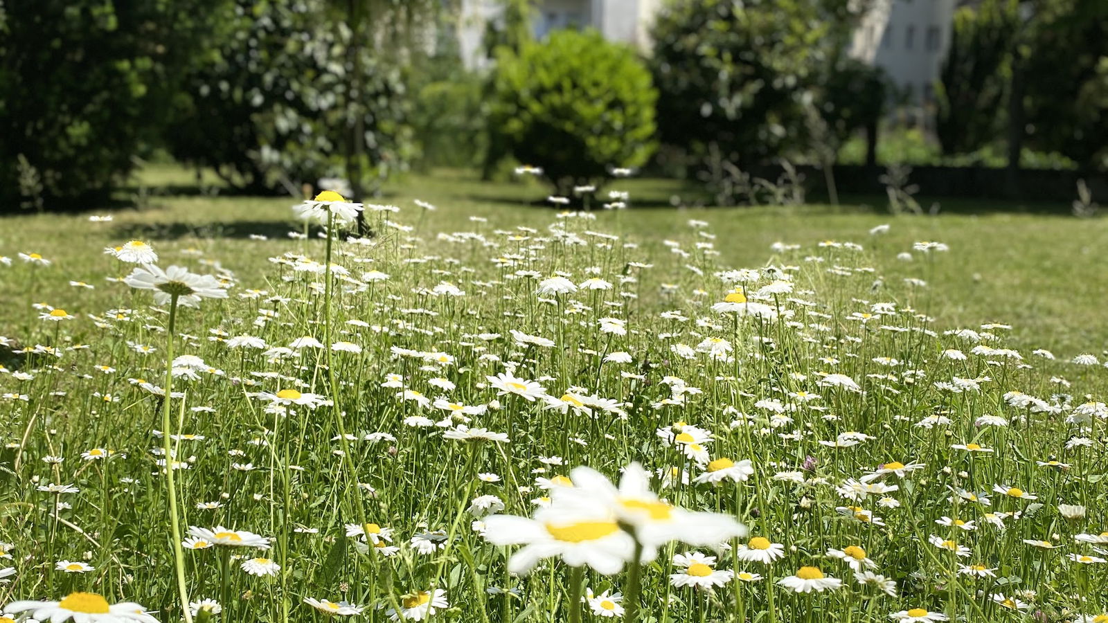 Boennium Apartments - Garden Oasis