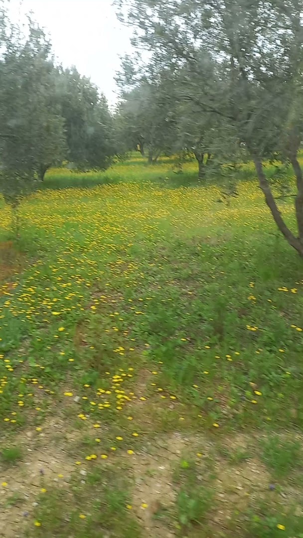 OPG Pensa Family Olives garden