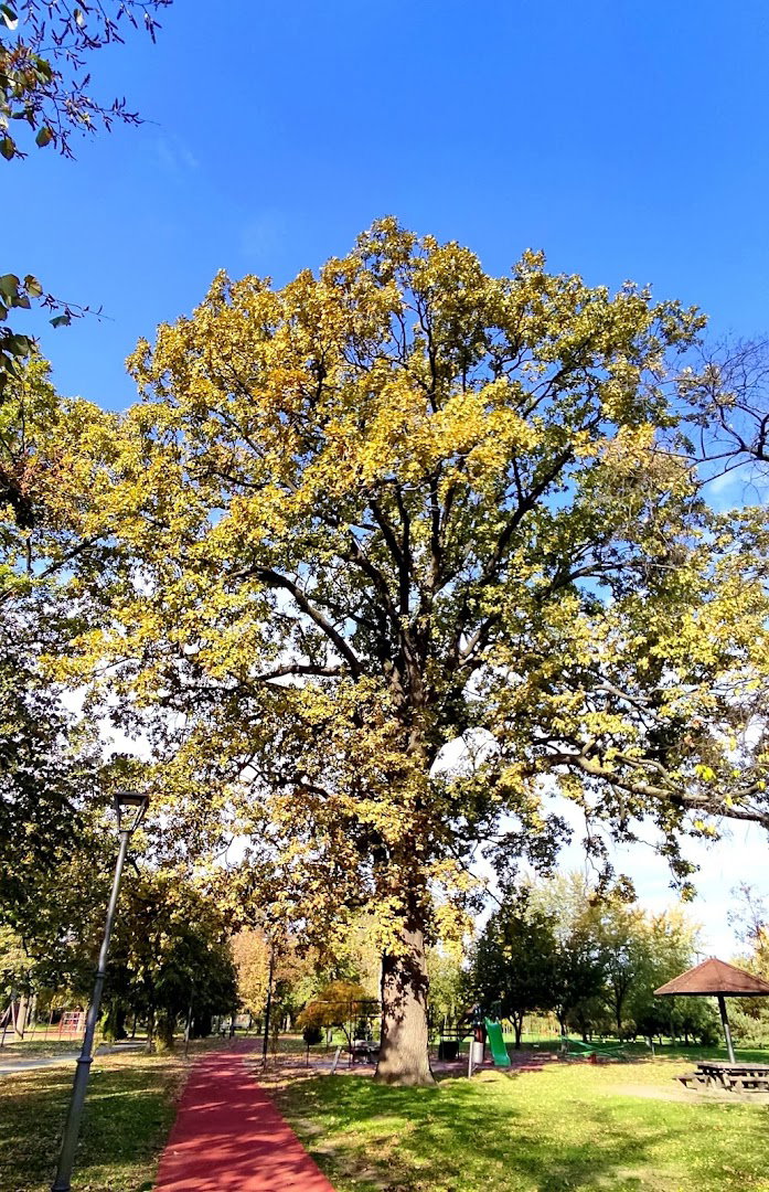 Oldest Tree in the People's Gardens