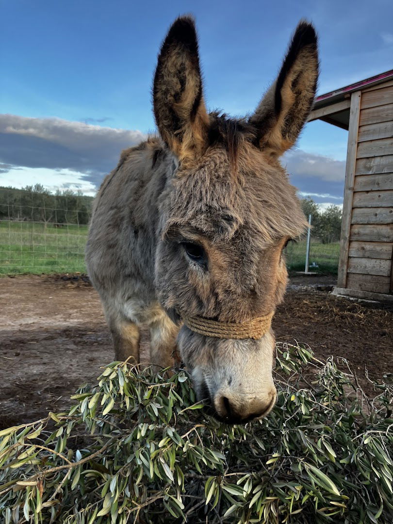 Cushin Raj Donkey Farm