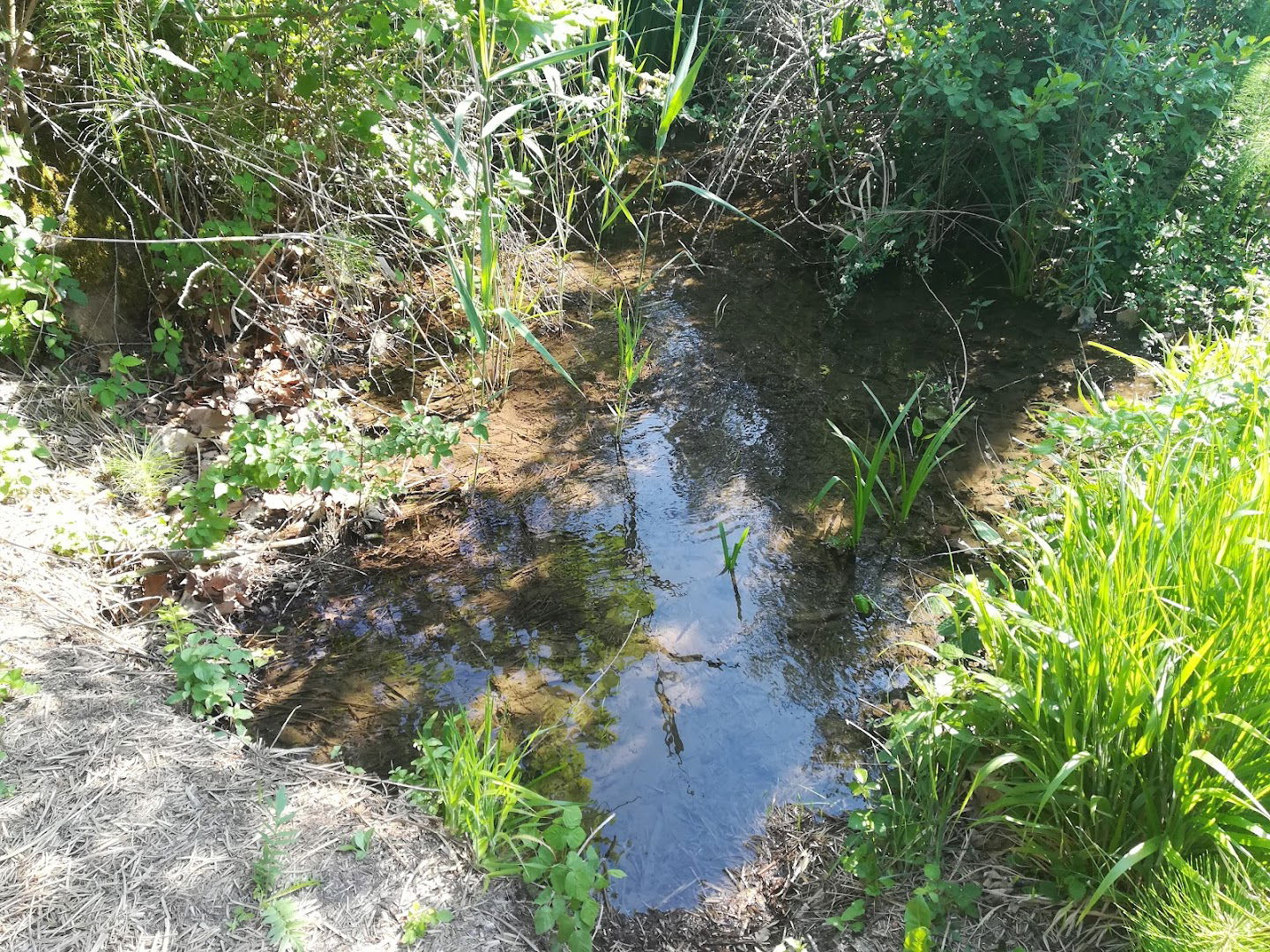 Biotopo naturale regionale Palude Fraghis