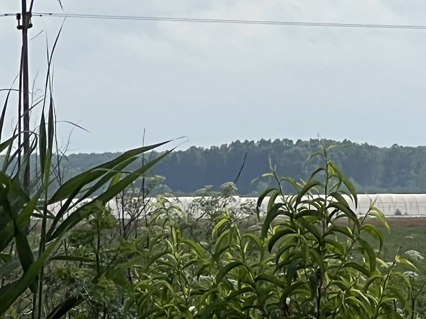 Iceberg Salat centar