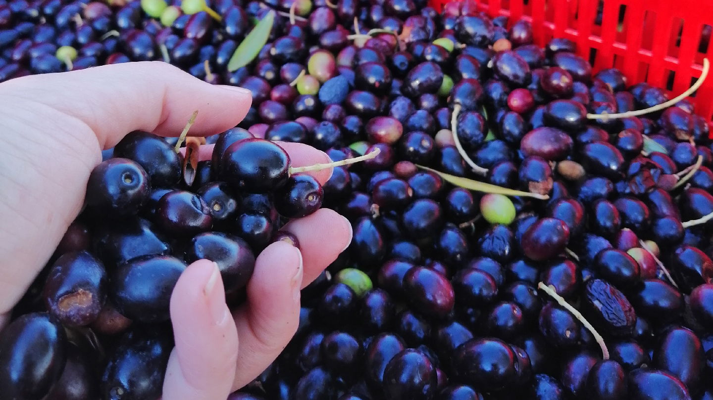 Extra Virgin Olive Oil Pila