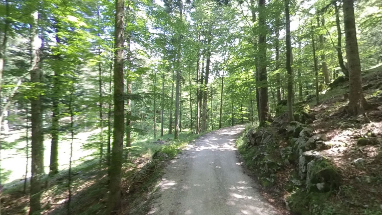 Selovec v Trnovskem gozdu - okamenine trdoživnjakov