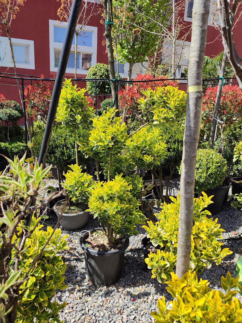 Rasadnik Passiflora doo