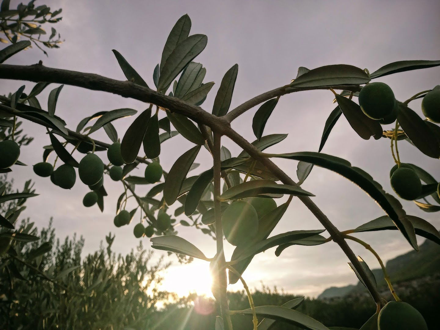 VBH Okovi (Poslovnica Solin)