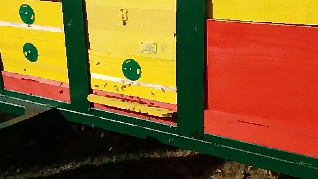 PČELARSTVO “DIMITRIJEVIĆ“