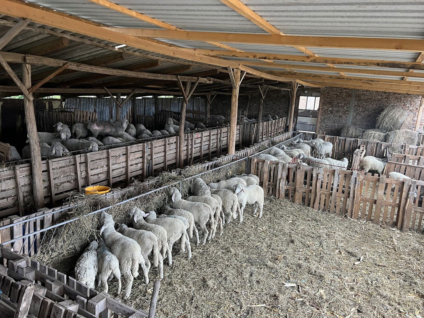 Farma Virtemberg ovaca "Aleksic"