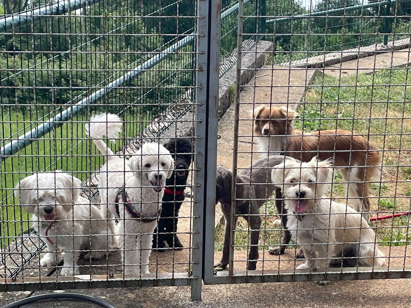 Happy Tails hotel za pse