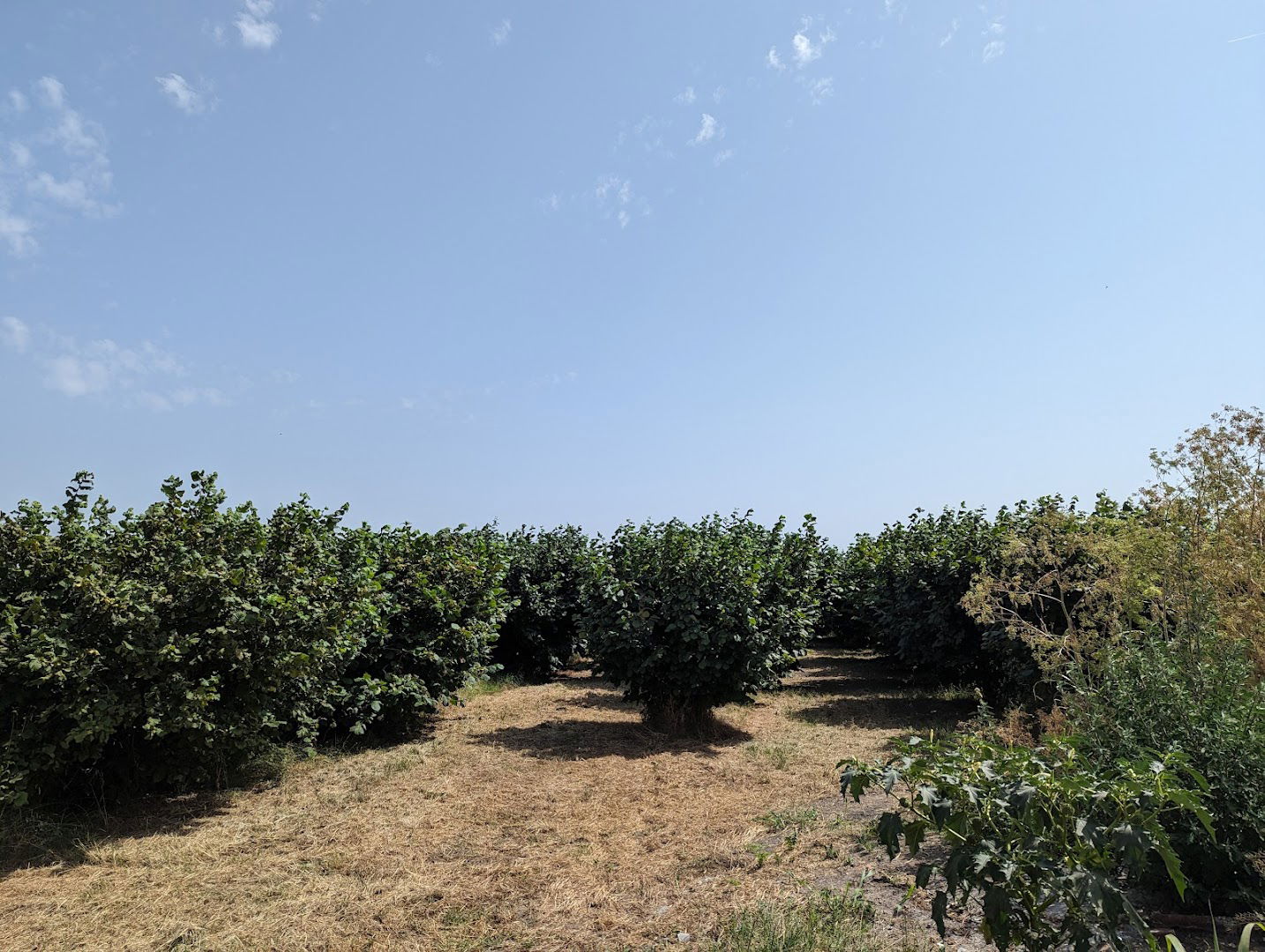 Plantaza lesnika Cucic