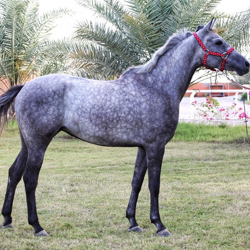 مربط مسقط للخيول العربية الأصيلة MUSCAT STUD FOR PURE ARBIAN HORSES