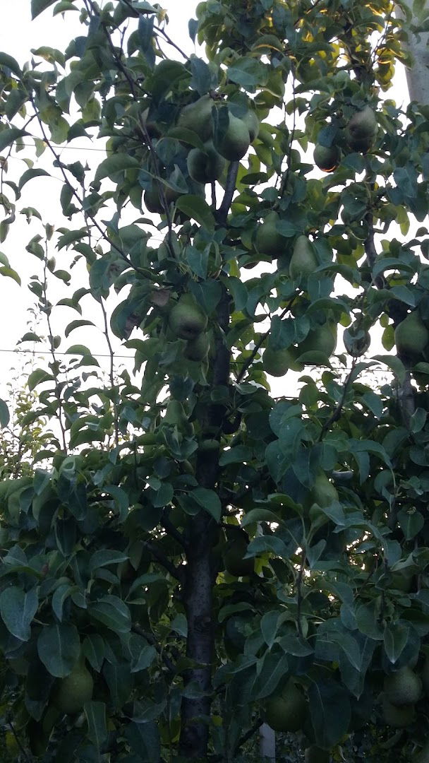 GRADNJA GRUBIŠIĆ D.O.O.