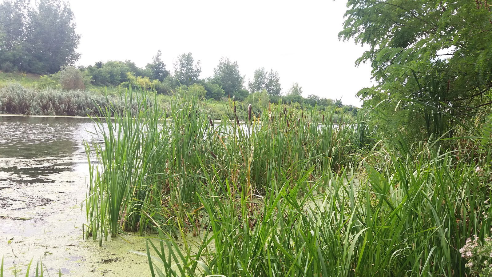 JKP PUT Asfaltna baza Rumenka