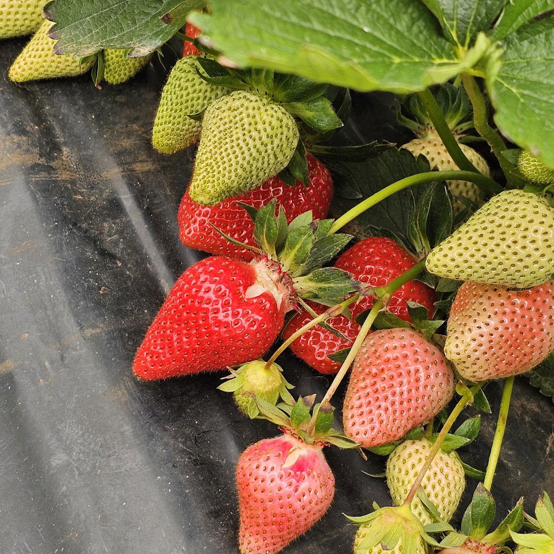 Kleiner Obst- und Gemüsestand