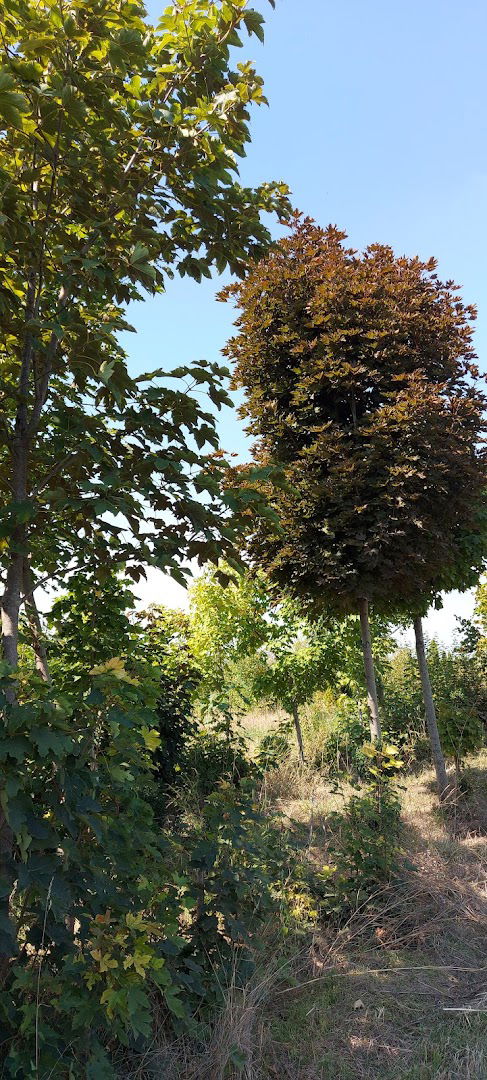 Rasadnik Jovanović Pločica