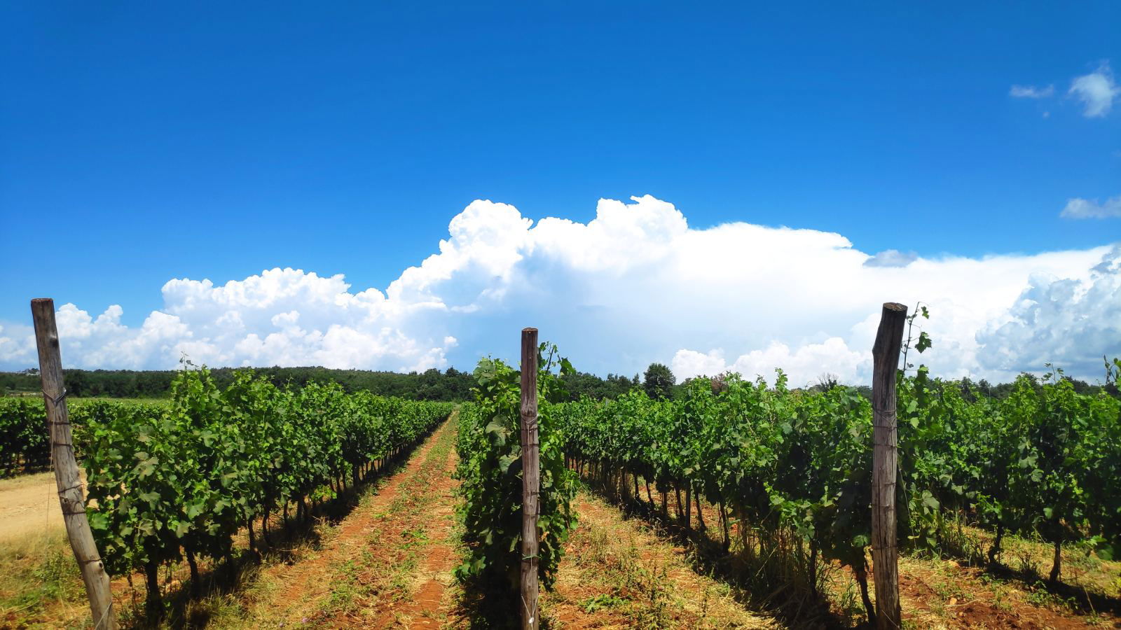 Agriculture firm Milka