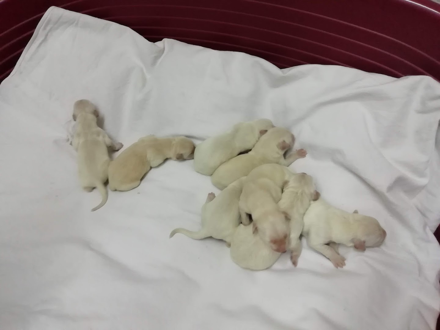 Mario-Veterina d.o.o.