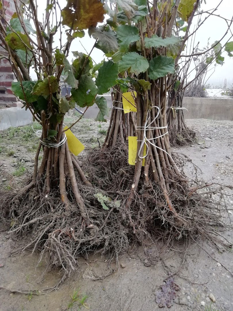 OPG Dražen Široki - rasadnik